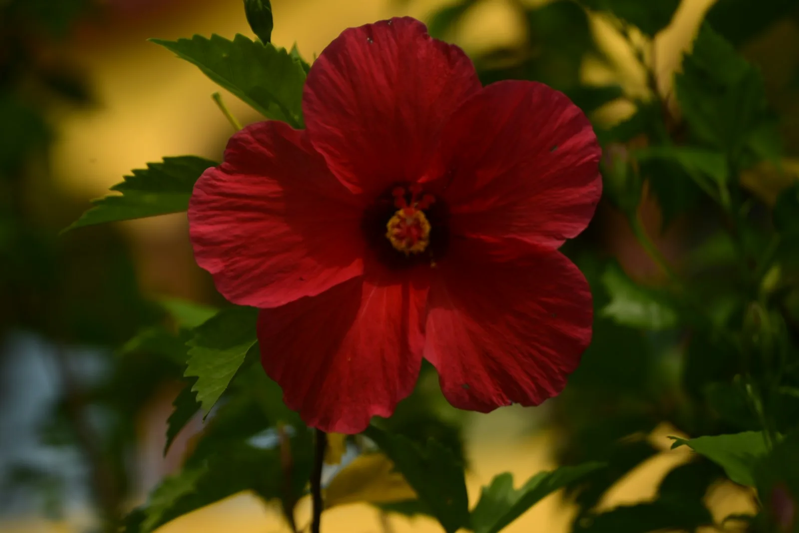 A vibrant red hibiscus flower in bloom