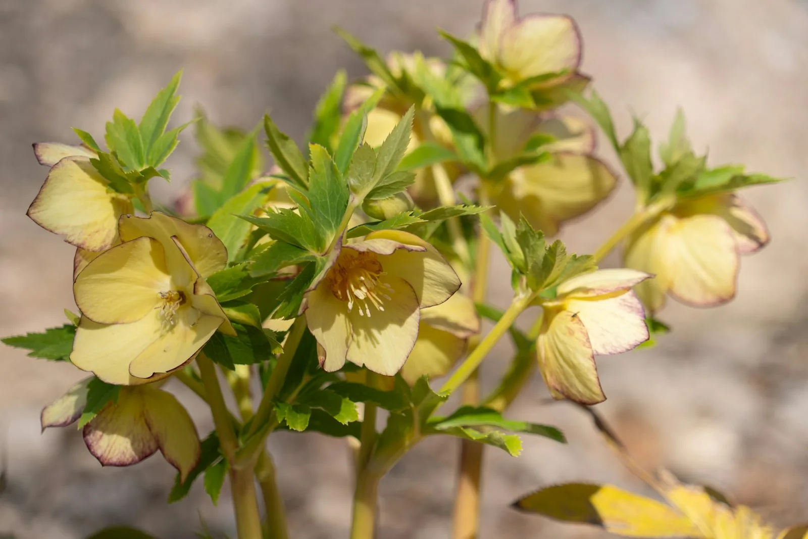 A close up of a plant with yellow flowers