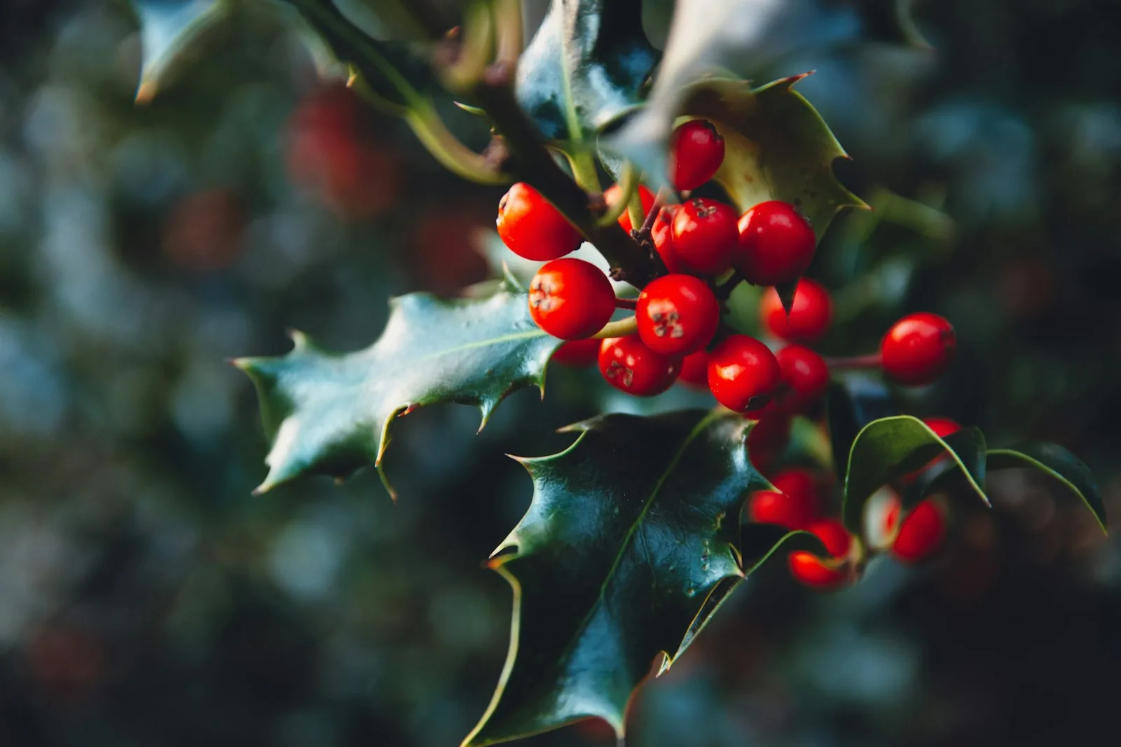 A holly branch with red berries and green leaves