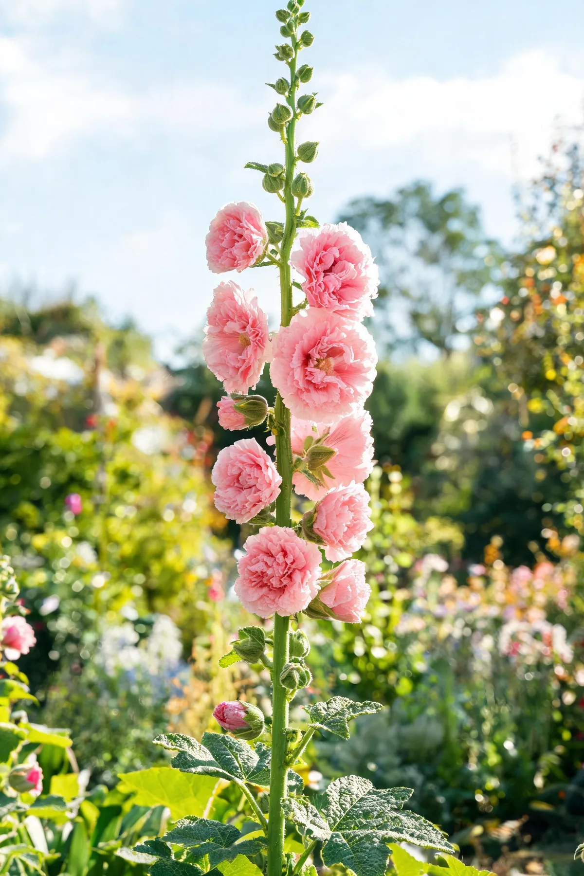 Hollyhock Alcea rosea in full bloom showing a tall flower spike with multiple funnel-shaped pink flowers along a single stalk