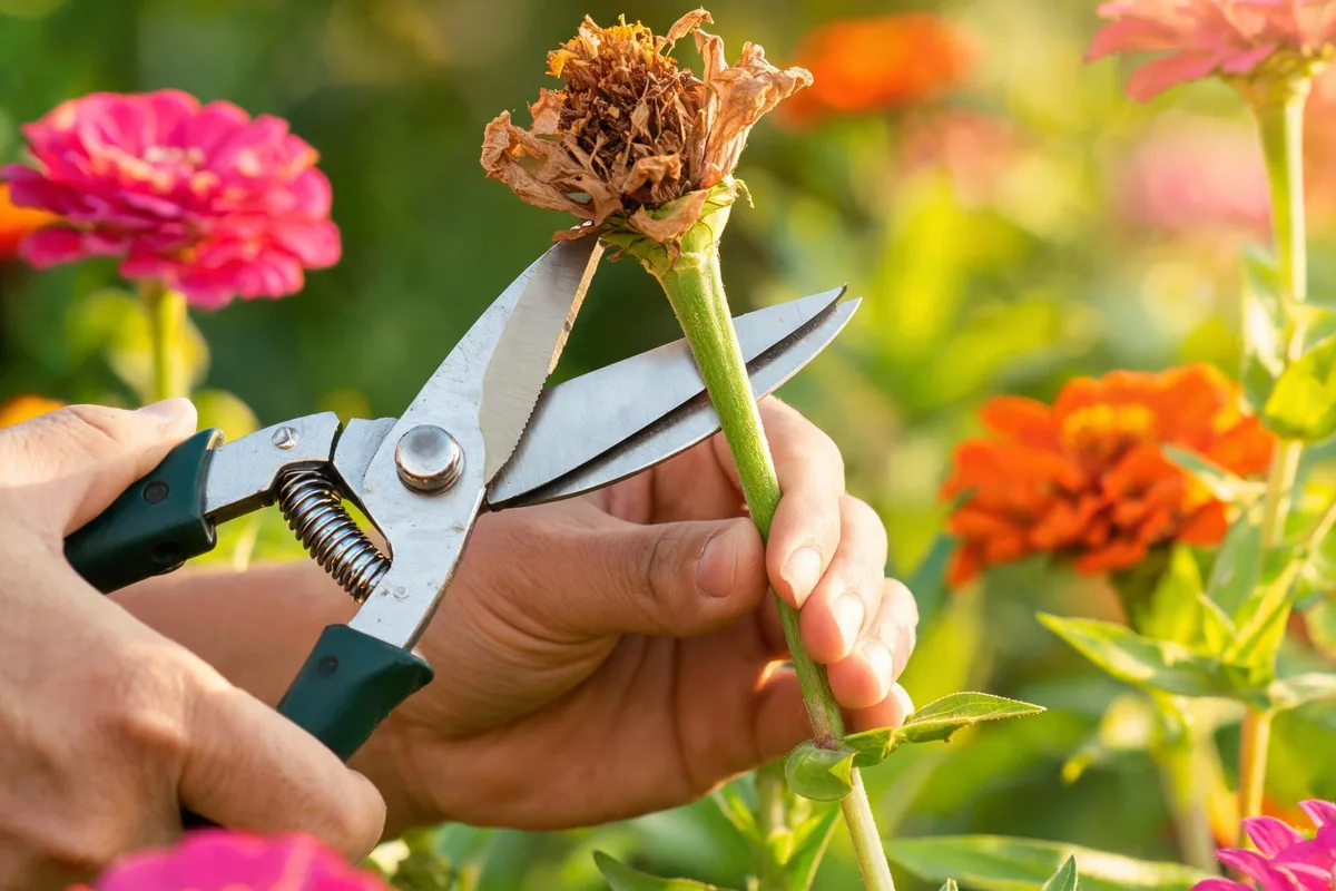 How to Deadhead Flowers: Which Species Need It and When
