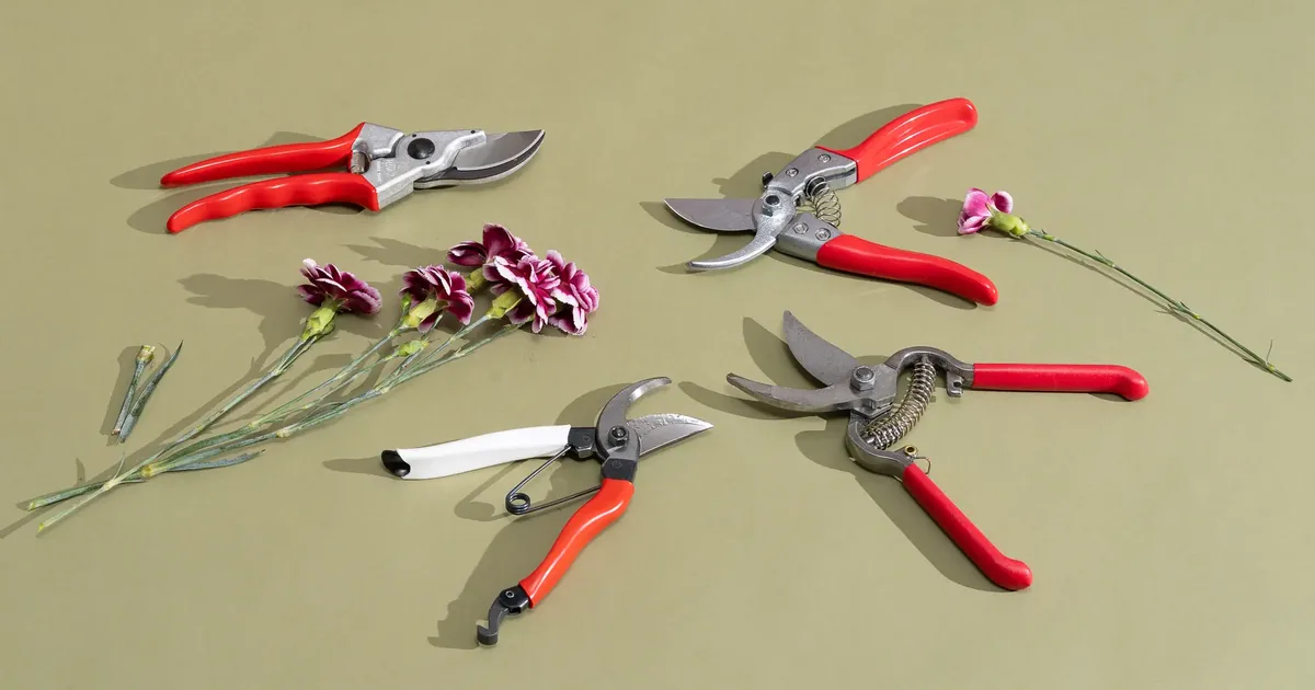 Hands deadheading spent rose blooms with pruners above a swelling leaf bud on a garden rose