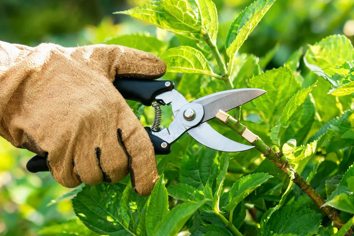 Gloved hand using bypass pruners to cut a hydrangea shrub branch with healthy green leaves