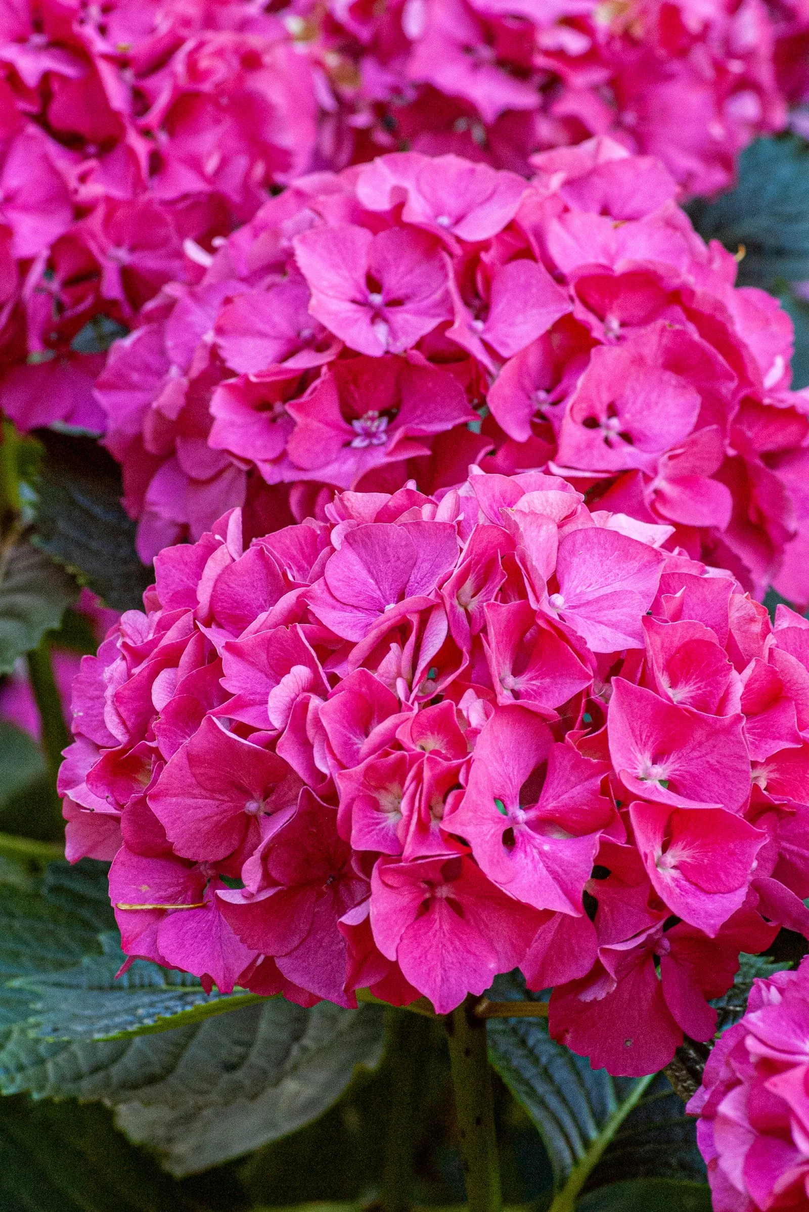 Blue hydrangea bush in full bloom in a residential garden at golden hour