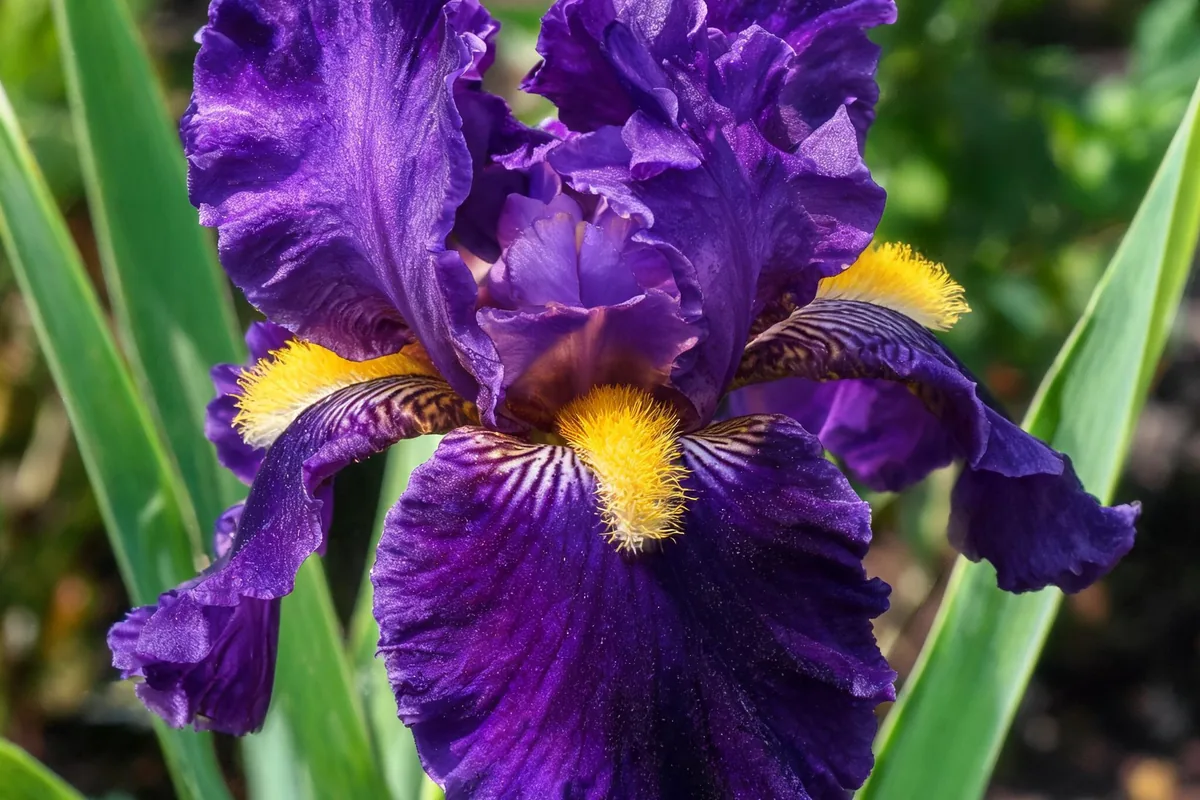 Bearded iris Iris germanica in full bloom with fuzzy beards on the falls and large ruffled purple and yellow standards