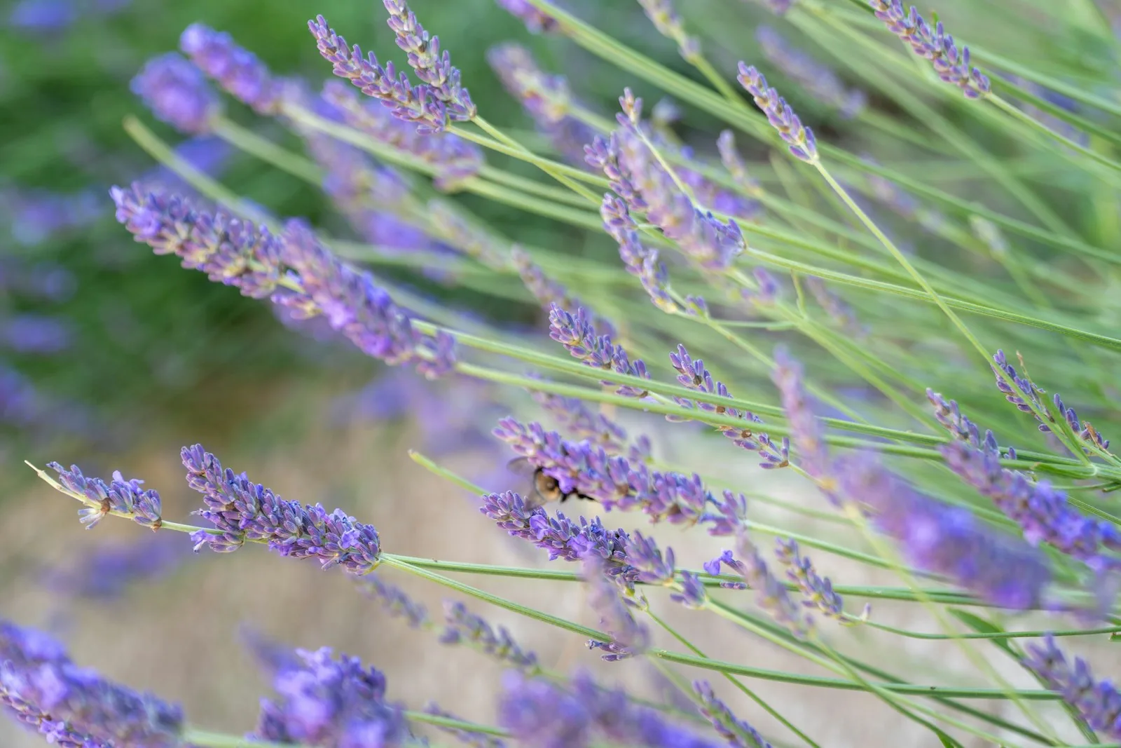 Lavender flowers blooming in a field