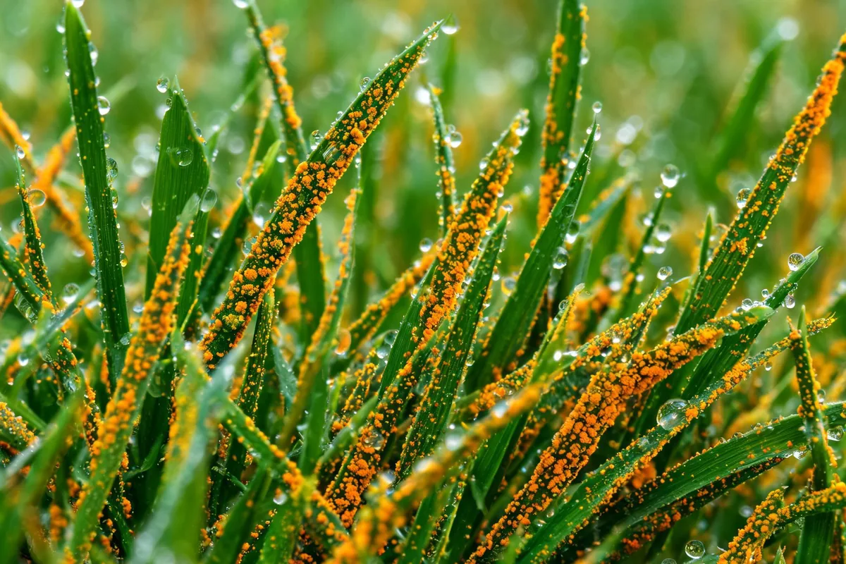 Lawn rust disease with orange yellow rust pustules powdery spores covering individual grass blades