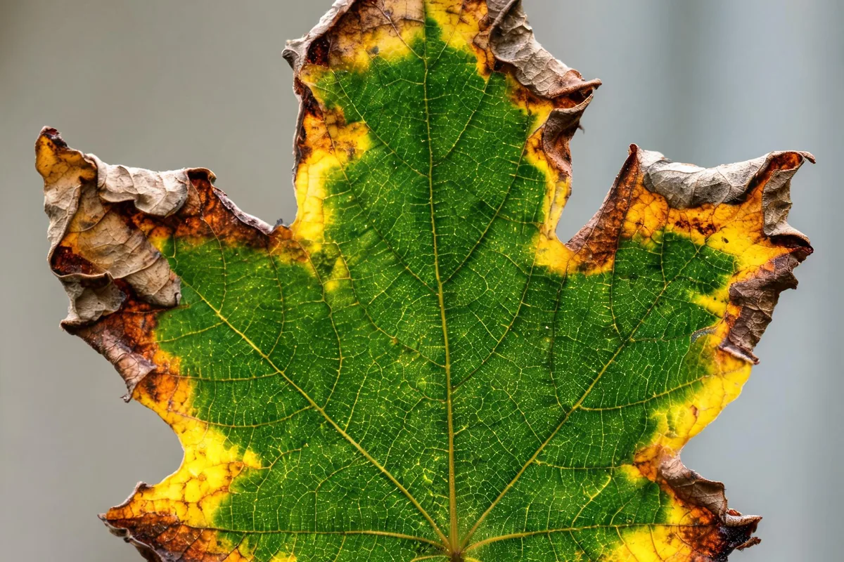 Maple leaf with classic leaf scorch showing brown crispy dried edges and yellow inner margins on a green center