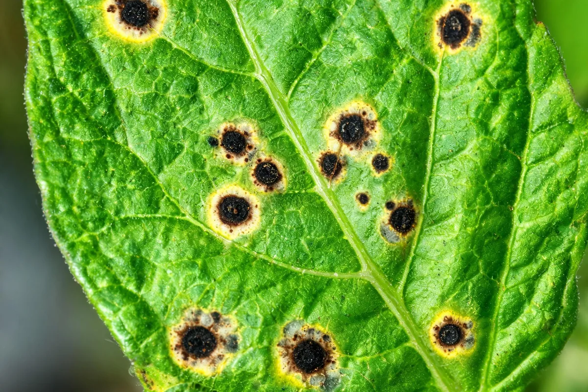 Green leaf with classic septoria leaf spot disease showing multiple small dark brown spots with yellow halos