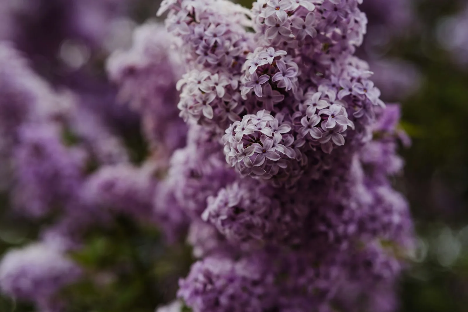 Vibrant purple lilac flowers blooming in spring