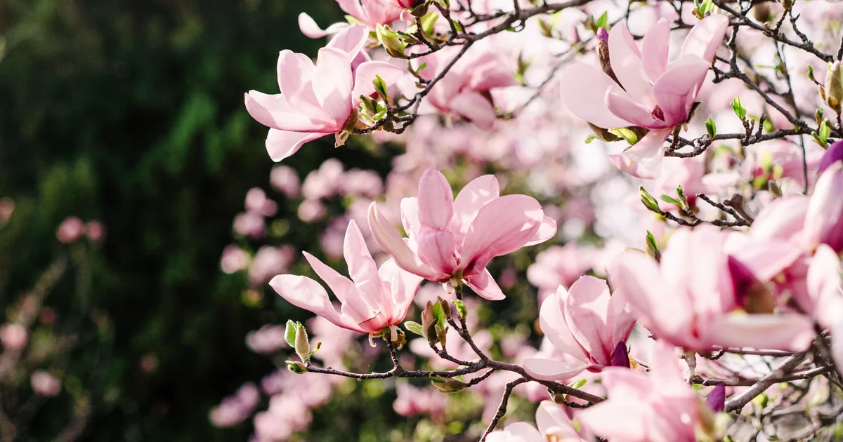 Large pink and white saucer magnolia flowers on bare spring branches against blue sky