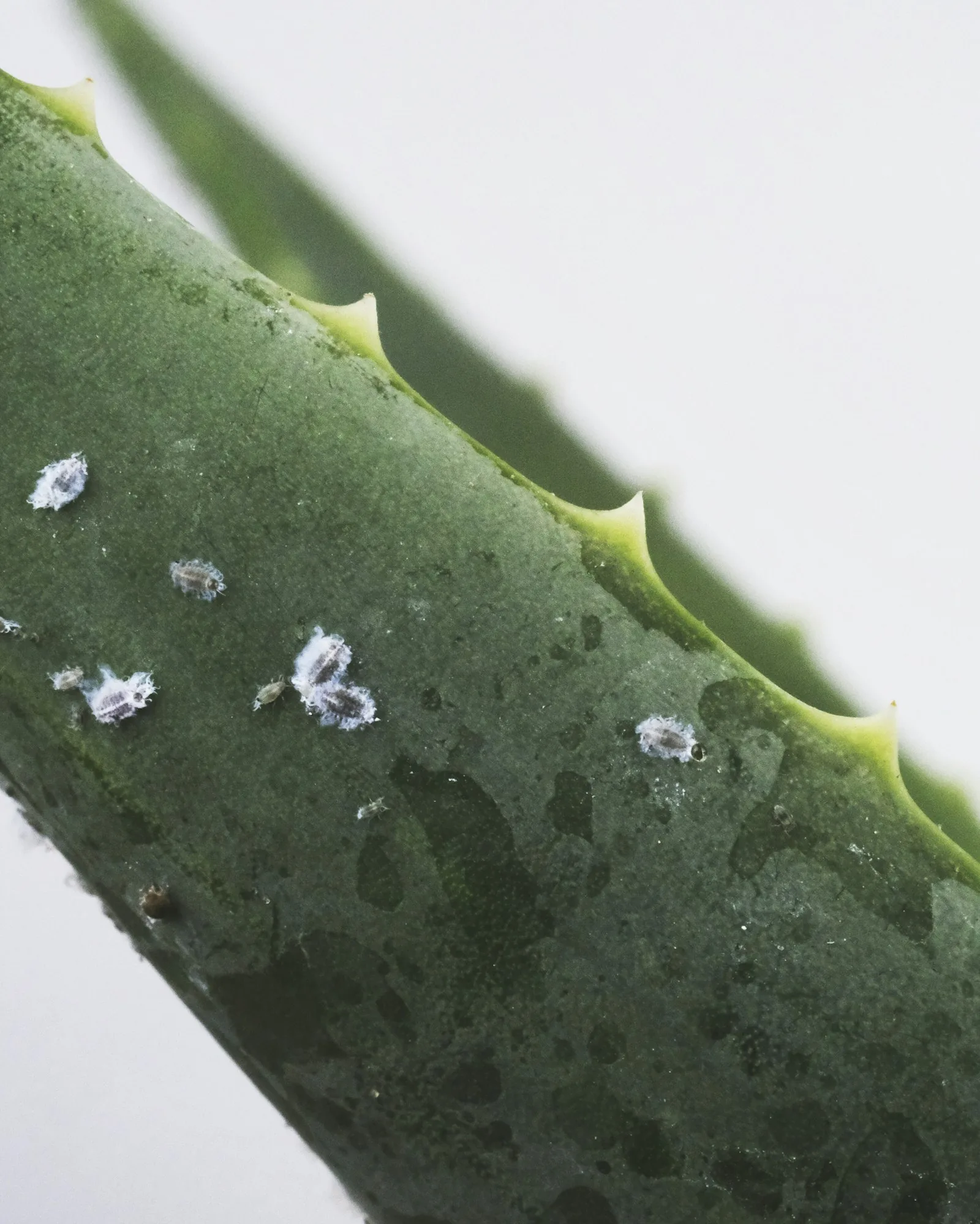 Green and white water droplets on a plant