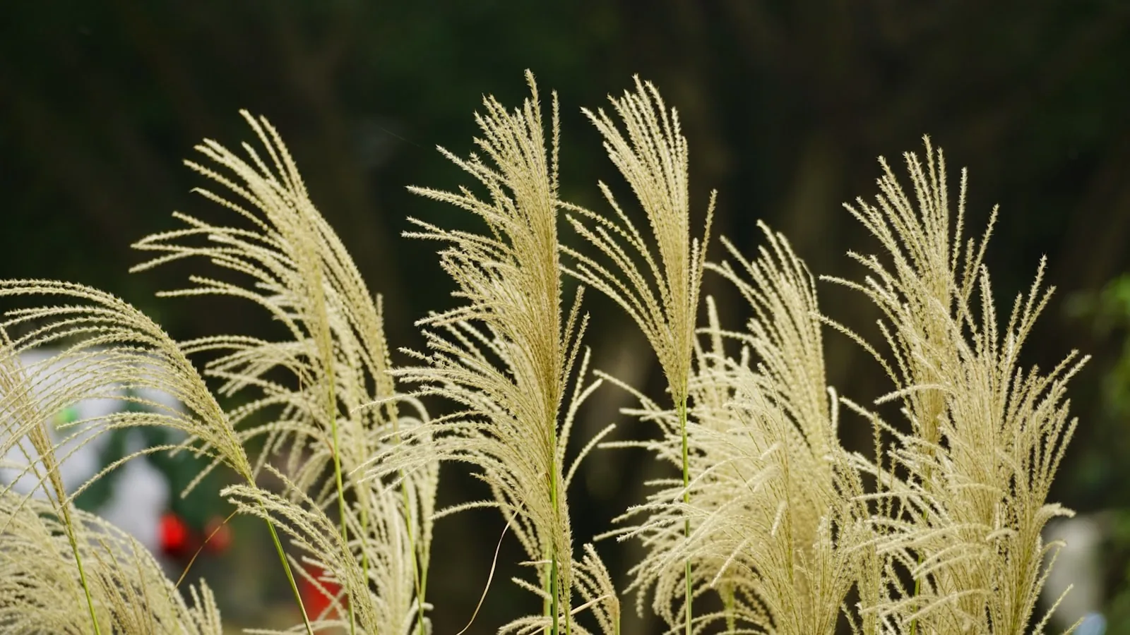 Tall ornamental grass plumes sway gently in breeze