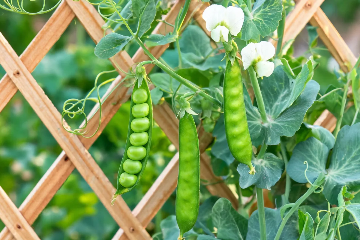 Edible garden peas Pisum sativum on a trellis with plump green pea pods, small white flowers, and rounded blue-green leaves with tendrils