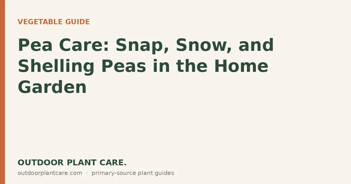 Green snap pea pods hanging from climbing vines on a garden trellis in spring