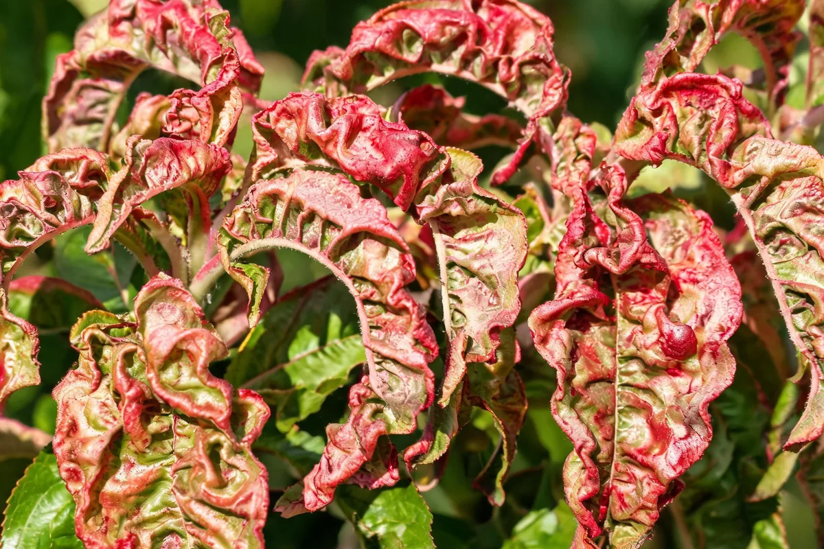 Peach leaves with peach leaf curl disease showing blistered reddened puckered curled distorted foliage