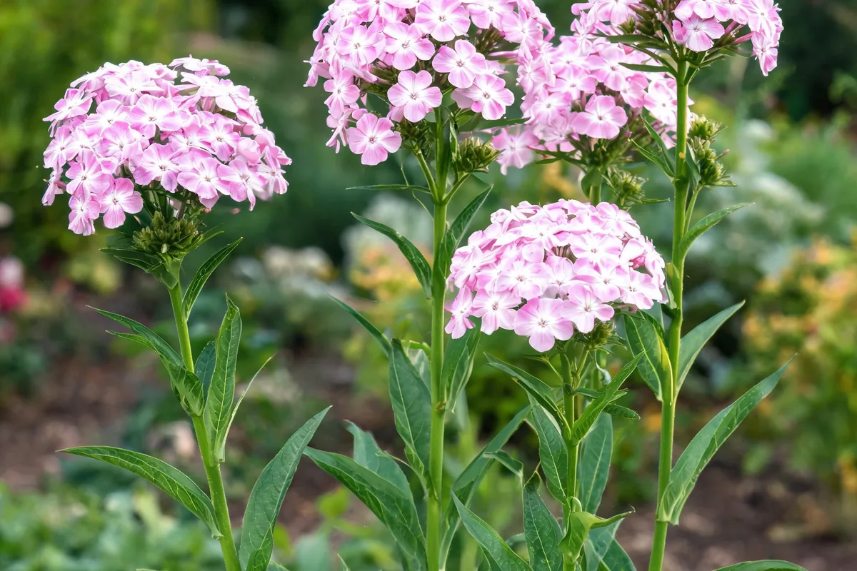 Garden phlox Phlox paniculata in full bloom with tall upright stems and dense terminal clusters of pink and white star-shaped flowers