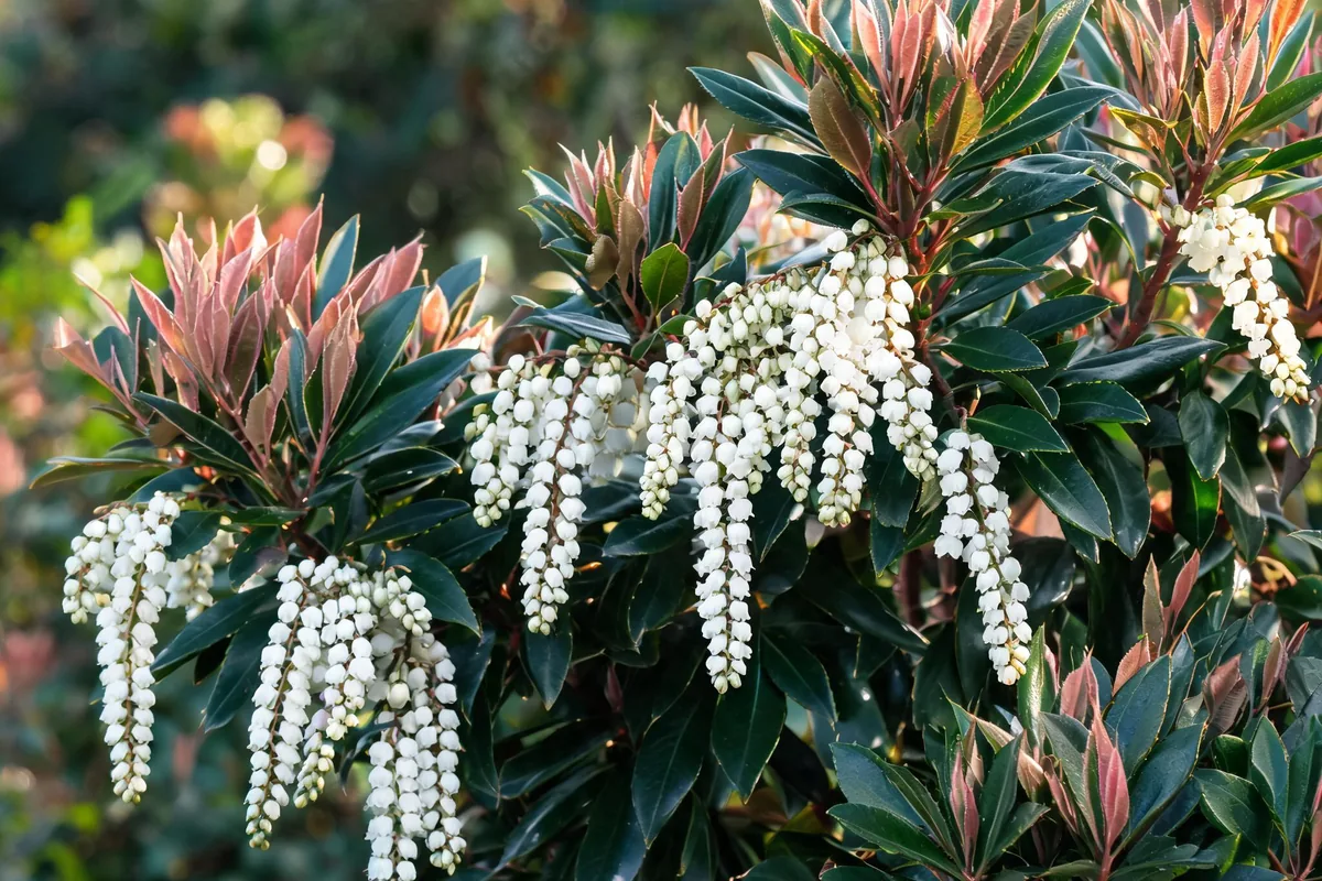 Pieris japonica andromeda shrub with chain-like drooping clusters of white urn-shaped flowers and bronze-pink new growth