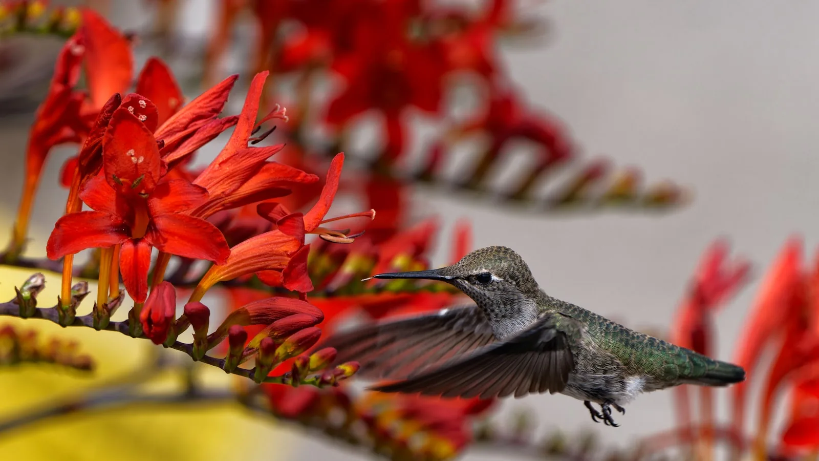 A hummingbird flies near vibrant red flowers