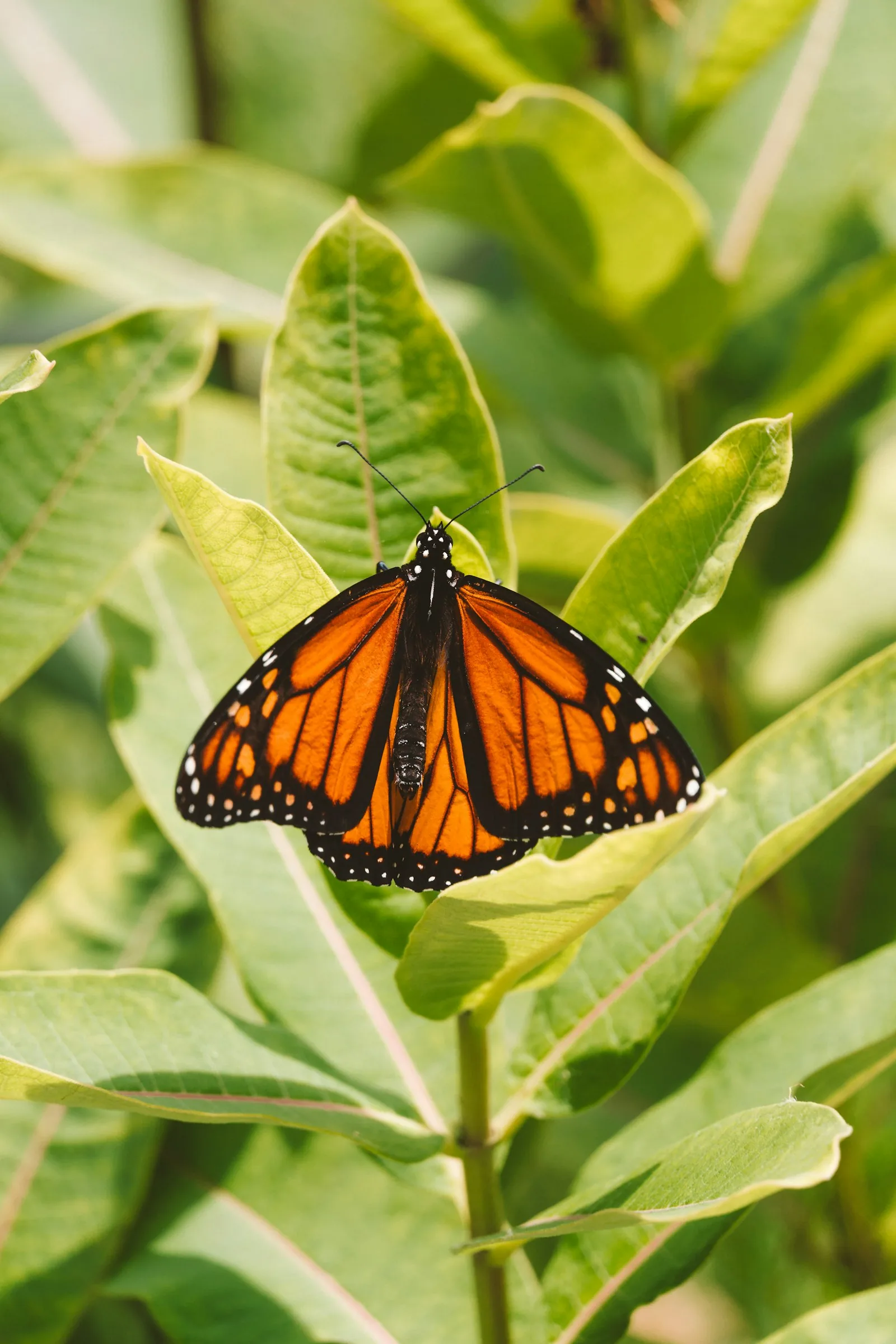 pollinator garden with native wildflowers