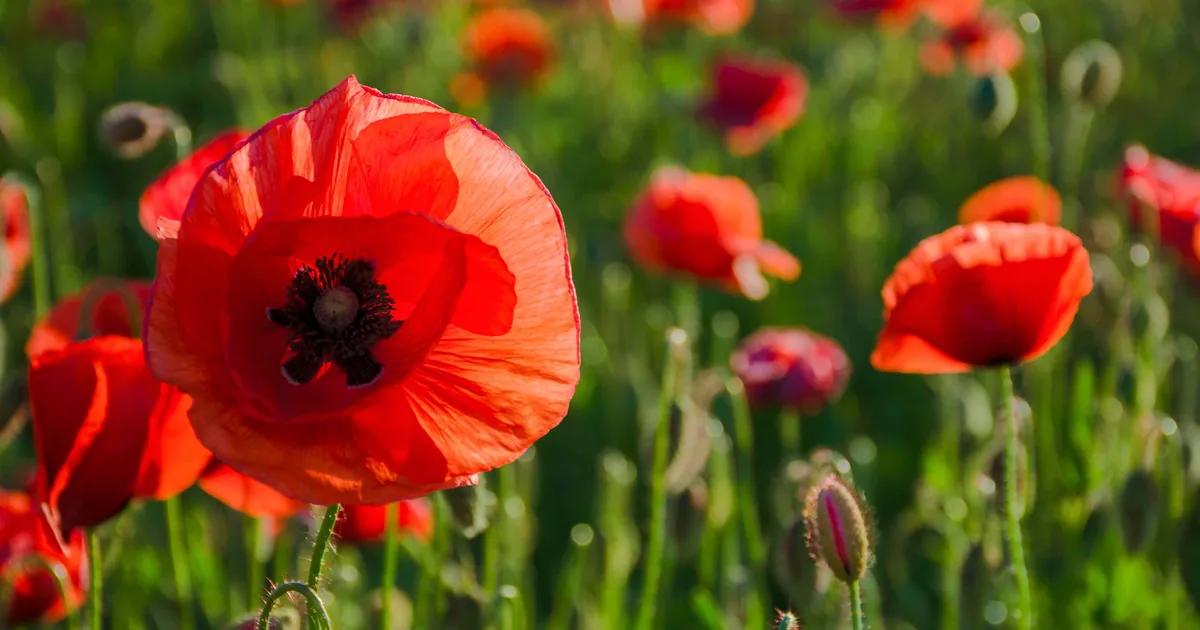 Scarlet Papaver rhoeas poppies blooming in a sunny garden border