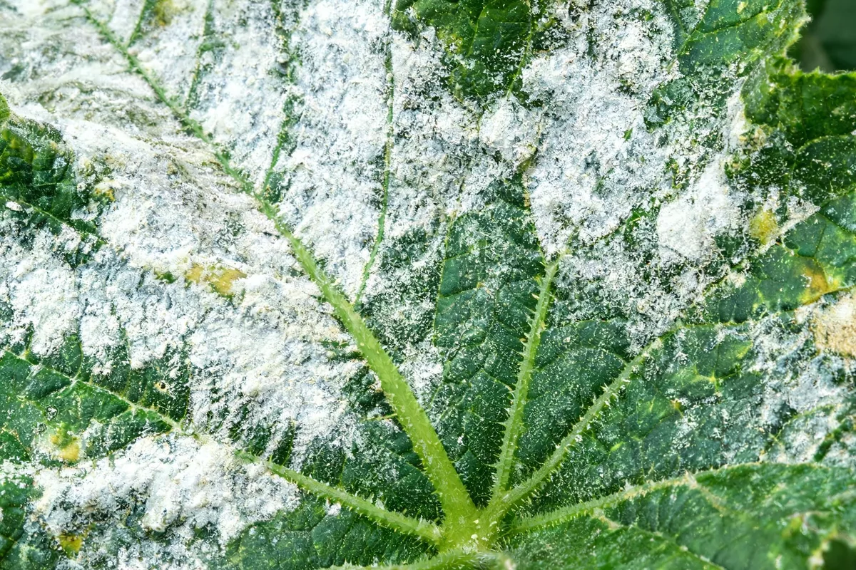 Zucchini squash leaf covered with classic powdery mildew showing white powdery fungal coating on the upper leaf surface