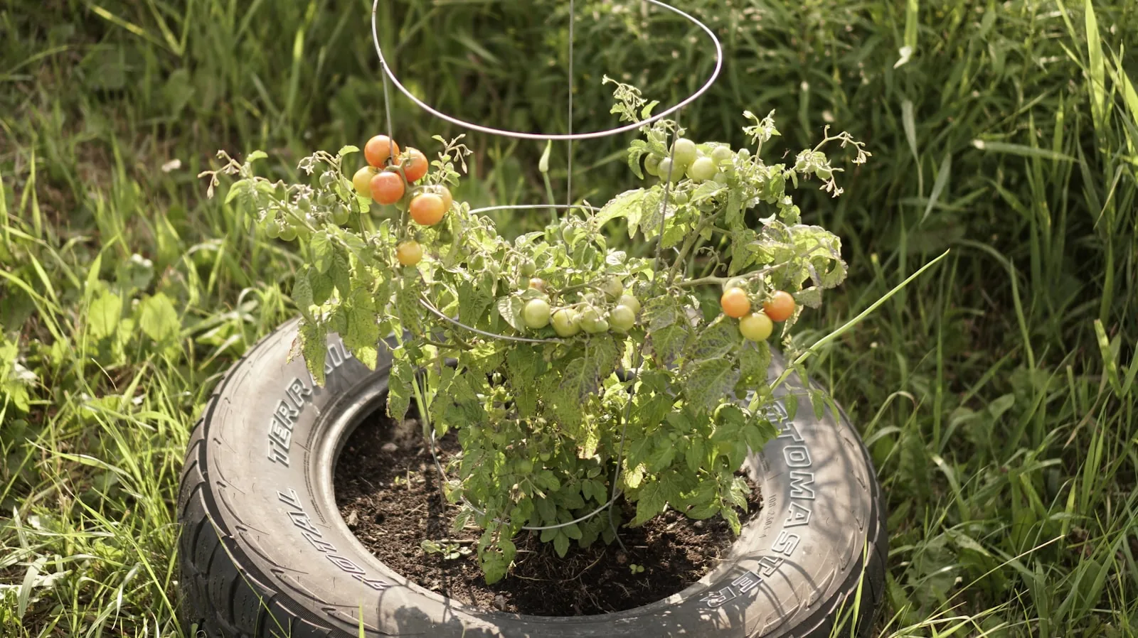plant leaves showing fungal disease symptoms