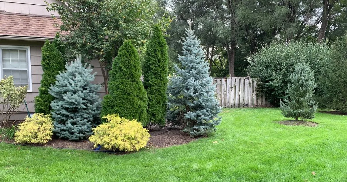 Neatly clipped privet hedge in formal garden creating a green wall along a garden path