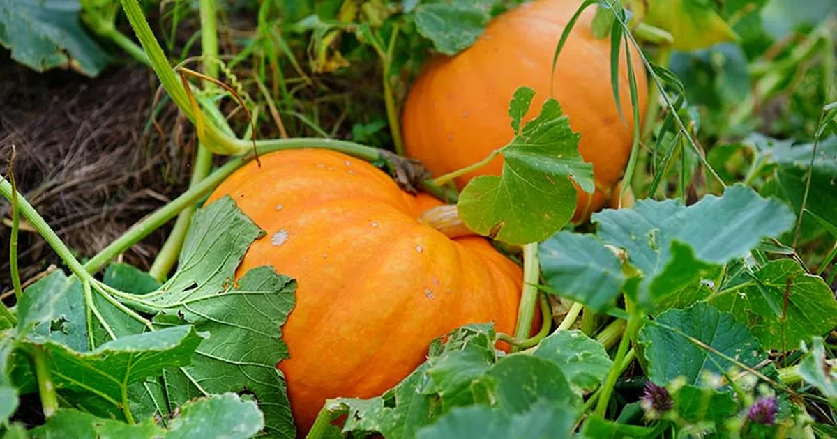 Orange pumpkins ripening on sprawling vines in a sunny fall garden