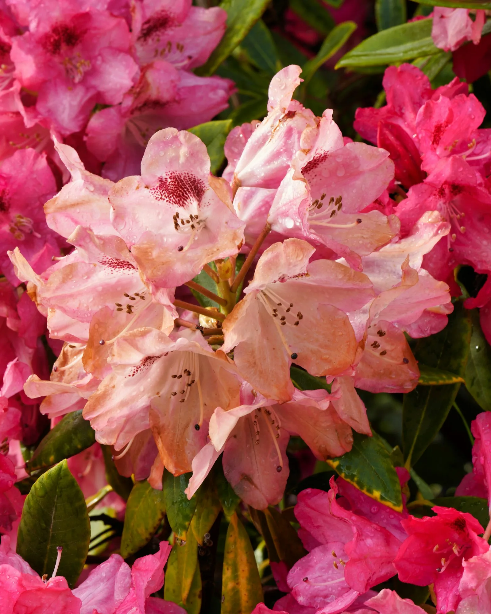 Pink rhododendron flowers are in full bloom
