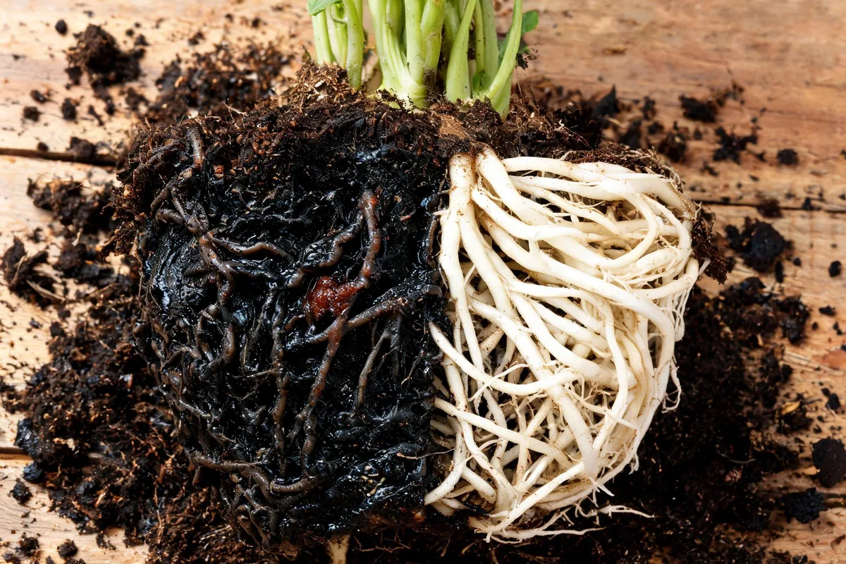 Plant root ball showing root rot with blackened mushy decayed roots beside a healthy section of white roots for contrast