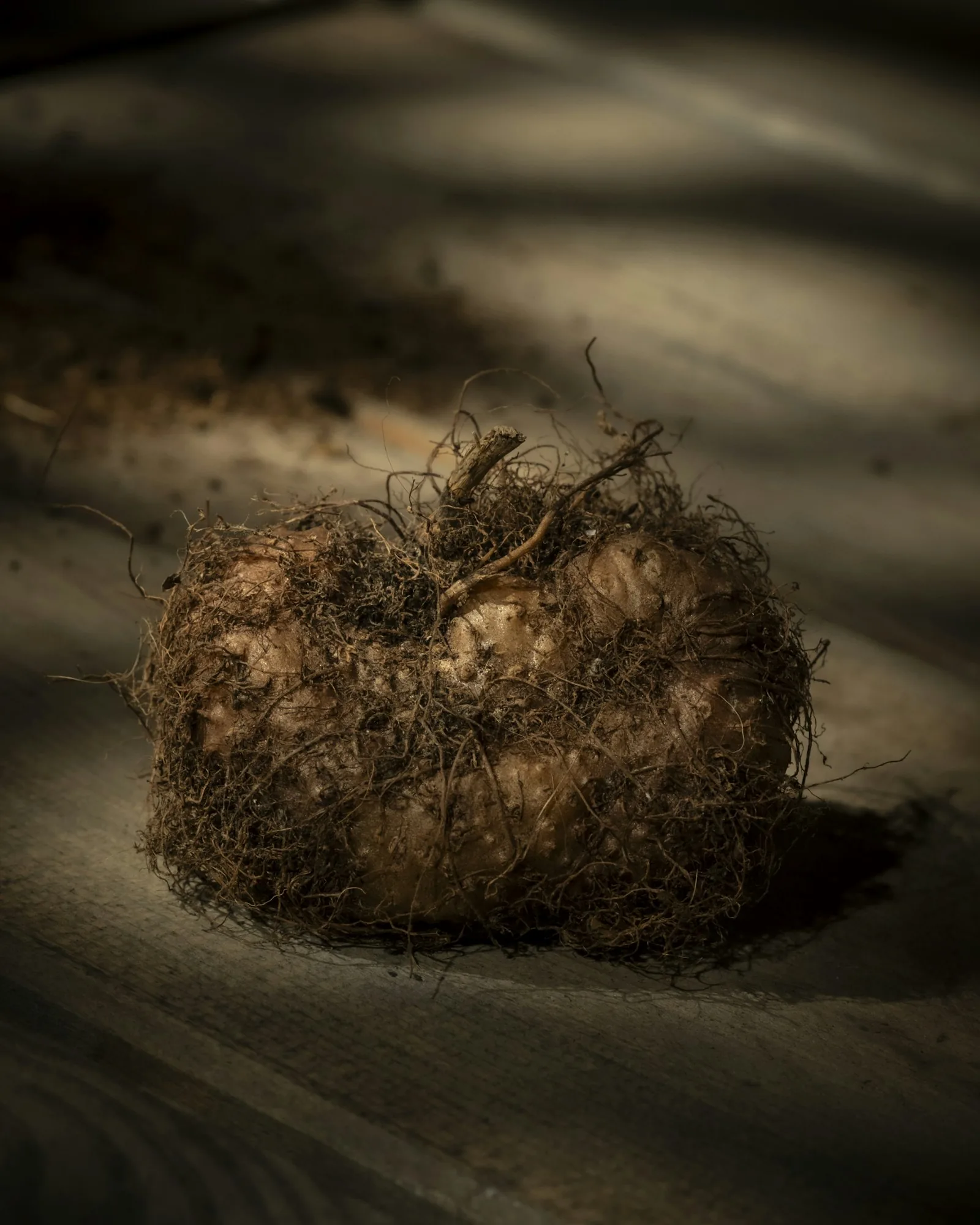 A single bulb with tangled roots rests on wood