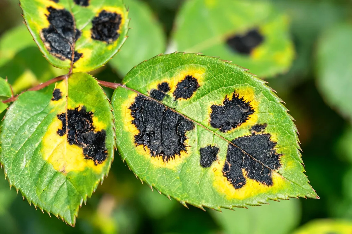 Rose leaves with classic black spot disease showing large irregular black lesions with fringed margins and yellowing leaves