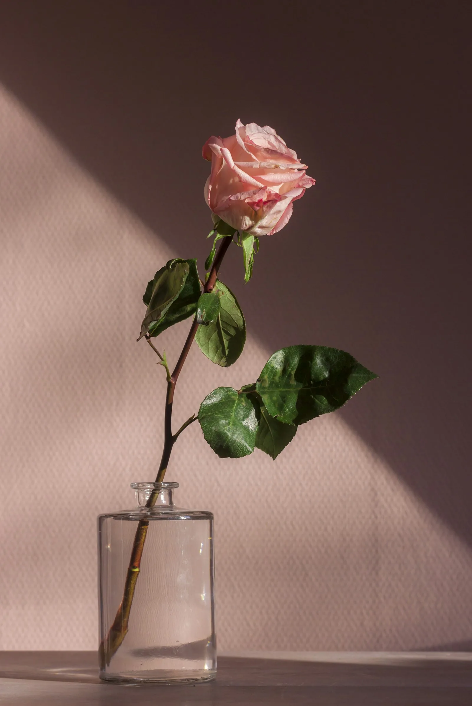 garden rose plant with foliage