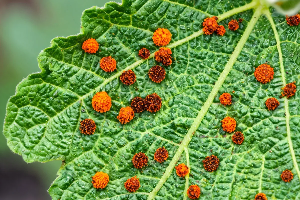 Hollyhock leaf with orange rust pustules raised bright orange fungal spore clusters on the underside
