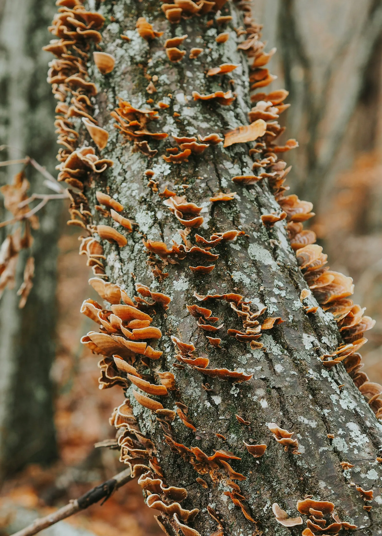 A tree with a bunch of mushrooms growing on it