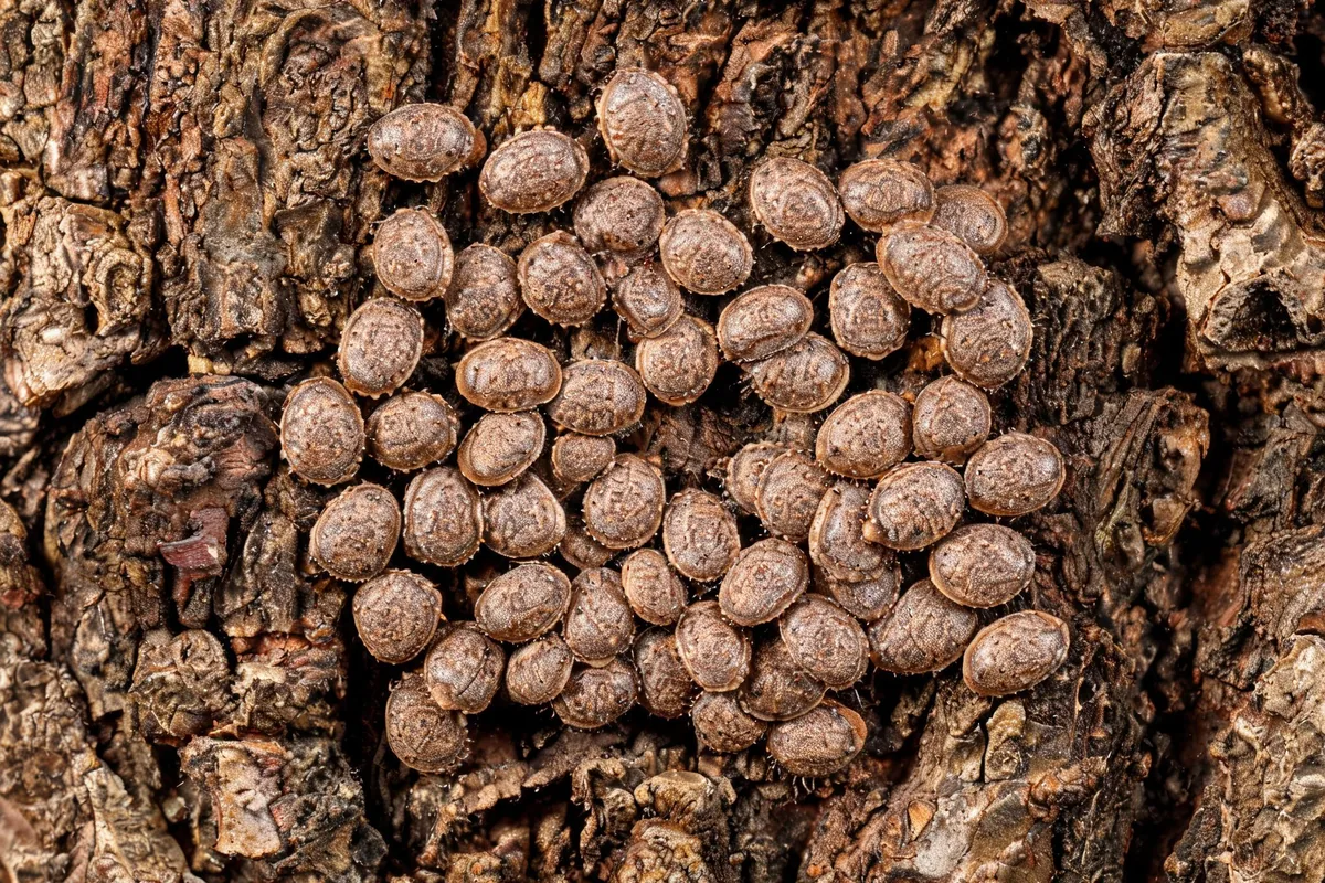 Armored scale insects clustered on tree bark showing small oval brown shell-like flattened limpet shapes