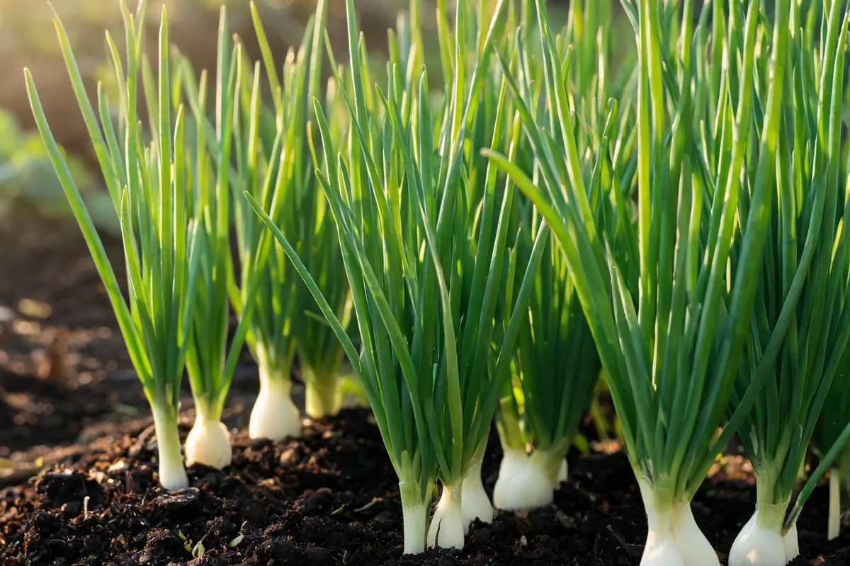 Scallions green onions Allium fistulosum growing in a garden bed with slender straight upright tubular green hollow leaves and small white bulb bases