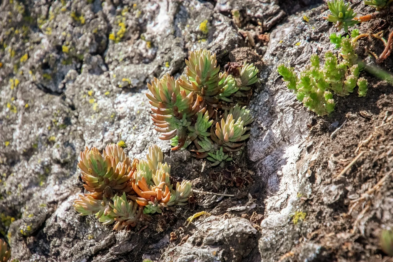 Succulent plants growing on a rocky surface