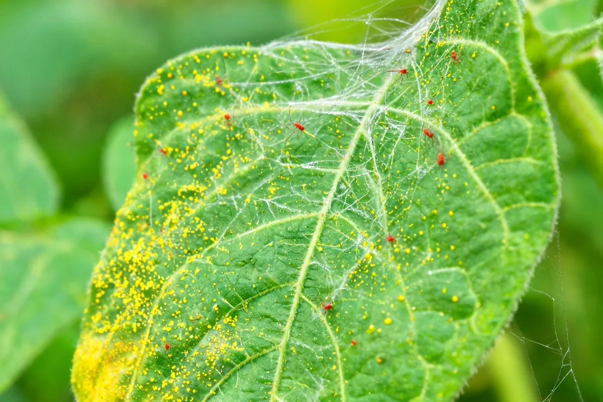Spider mite damage on a bean plant leaf with silvery webbing yellow stippled flecked leaf surface and tiny red mites