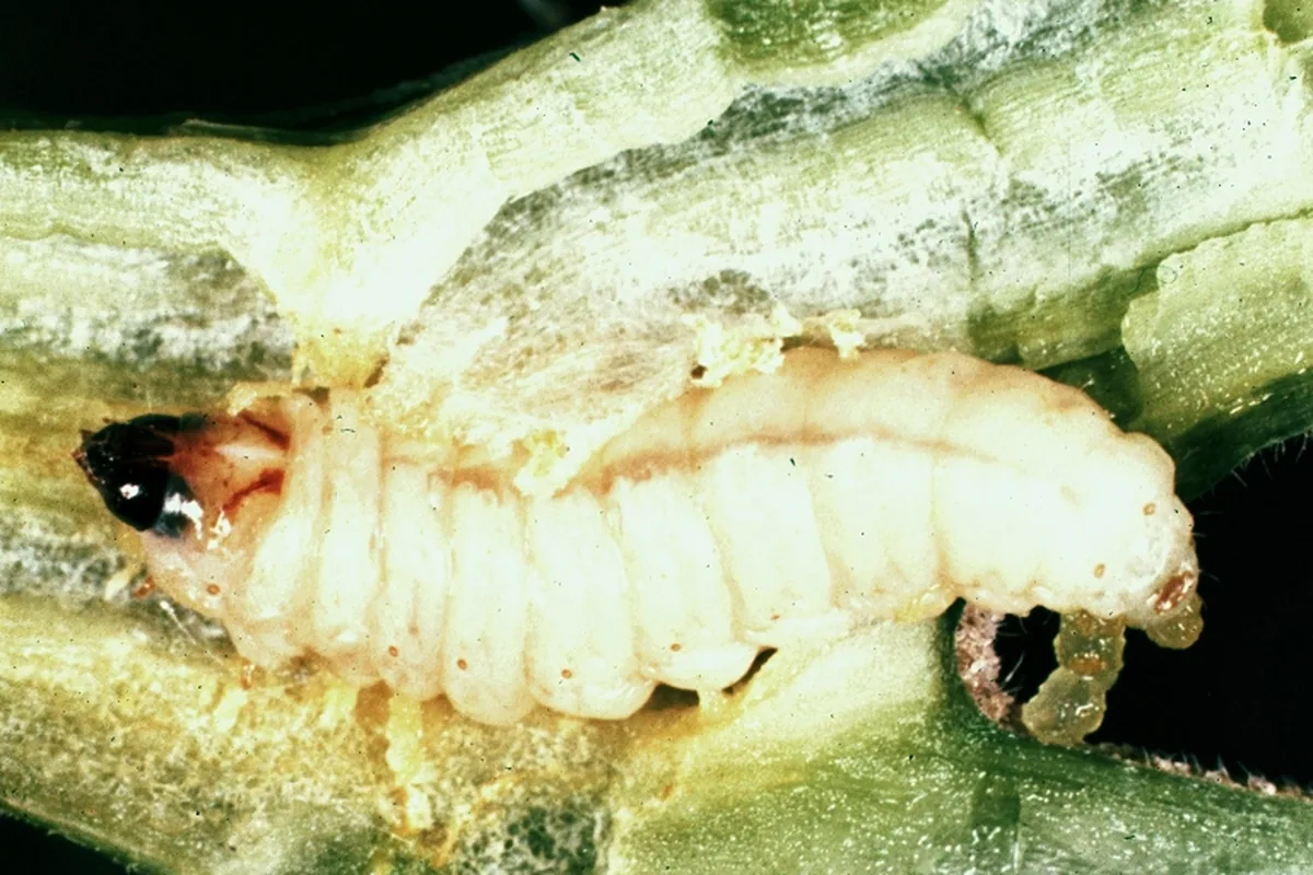 Squash vine borer (Melittia cucurbitae) larva exposed inside a split squash stem