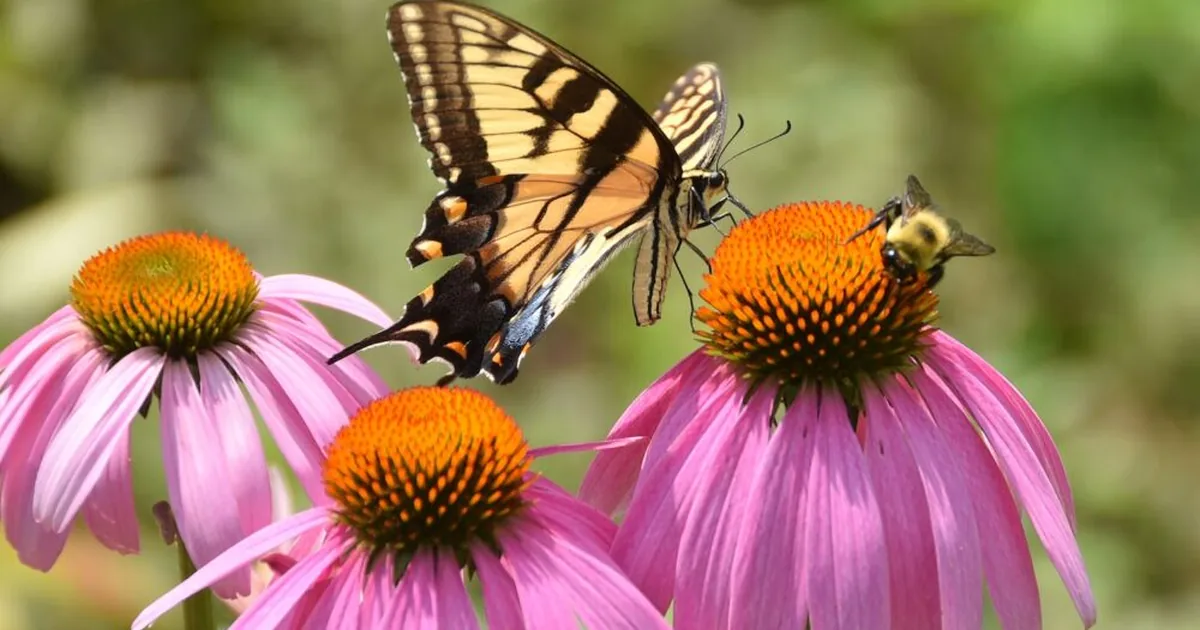 Pollinator garden in full bloom with native asters, goldenrod, and coneflowers covered in bees and butterflies