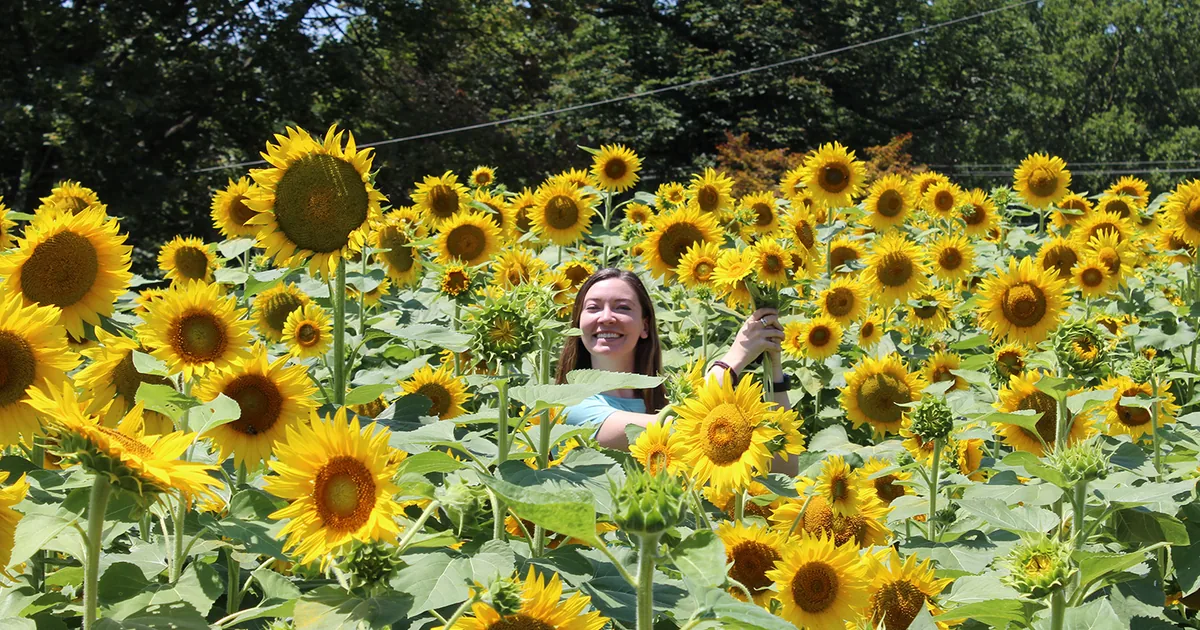 Tall yellow sunflowers with dark centers growing in a sunny summer garden border