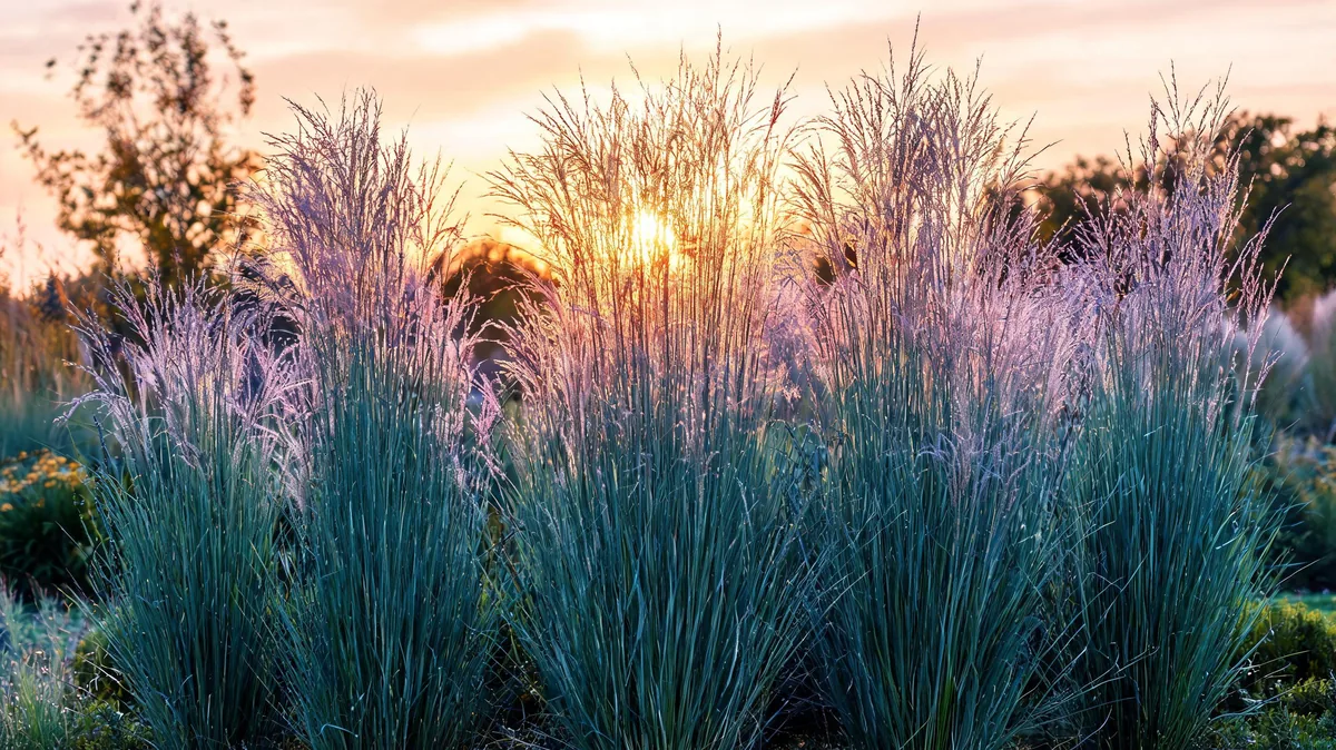 Mature switchgrass Panicum virgatum with tall blue-green clumps and airy purple seedhead panicles backlit at sunset