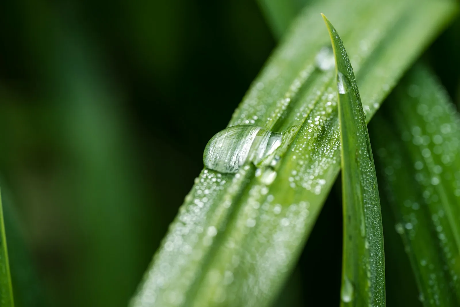 ornamental grass in garden meadow