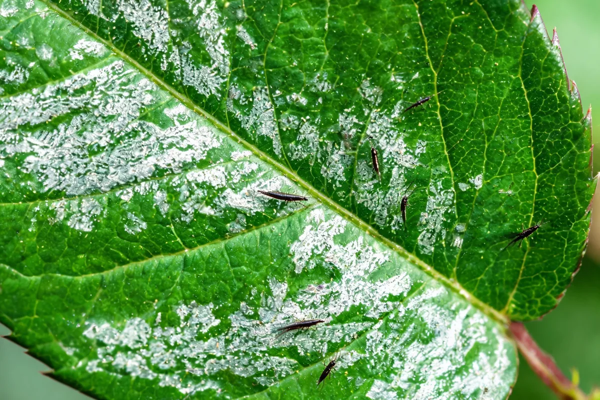 Rose leaves with thrips damage showing silvery stippled streaked discoloration with tiny slender dark thrips insects visible