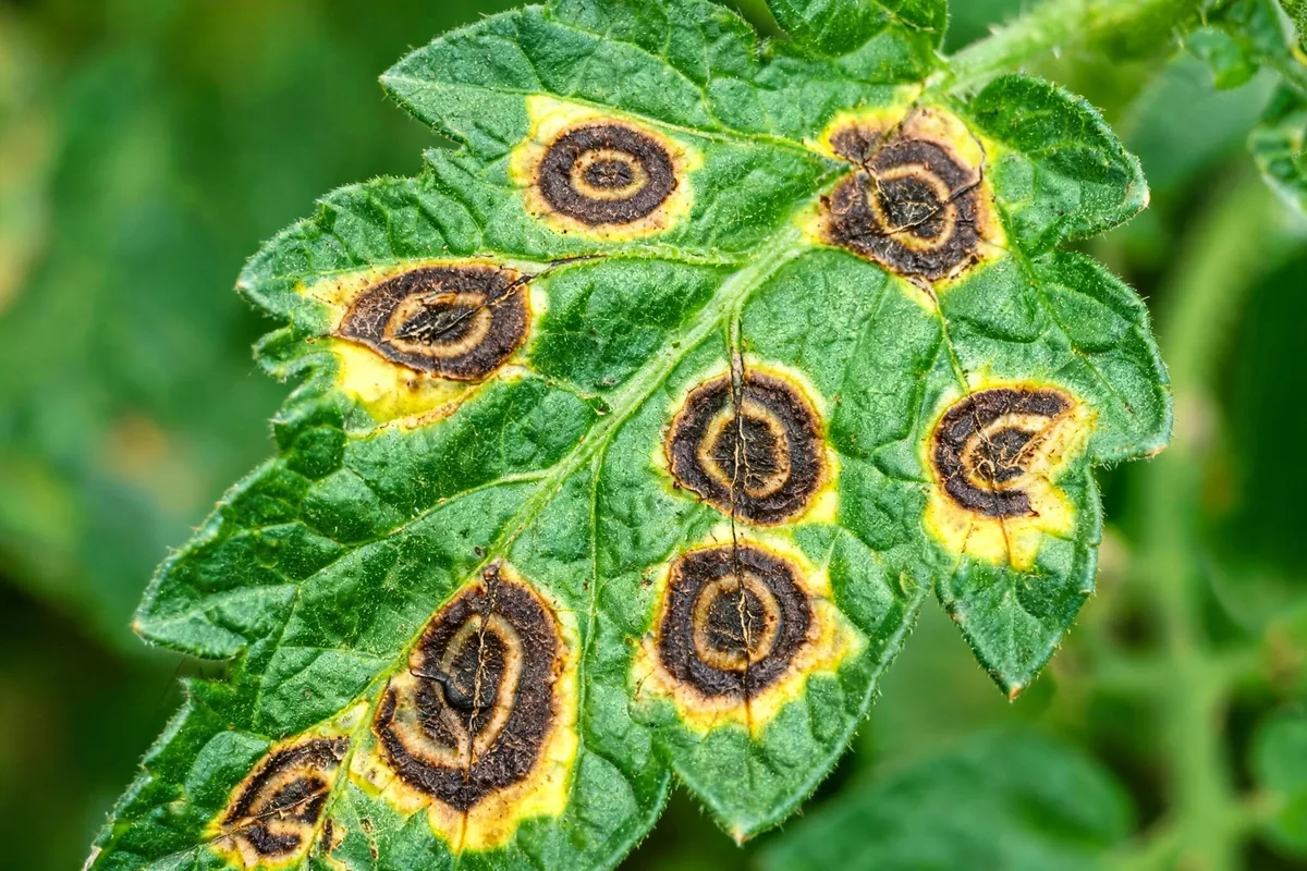 Tomato plant leaf with early blight Alternaria disease showing dark brown concentric ring lesions with yellow halos