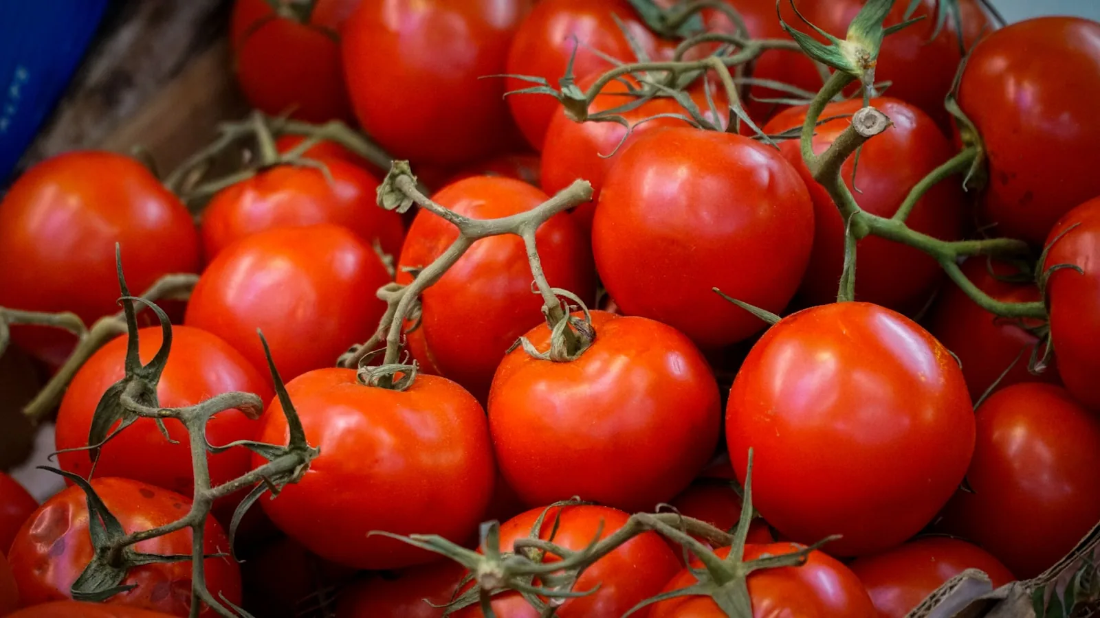 red tomatoes growing on vine in garden