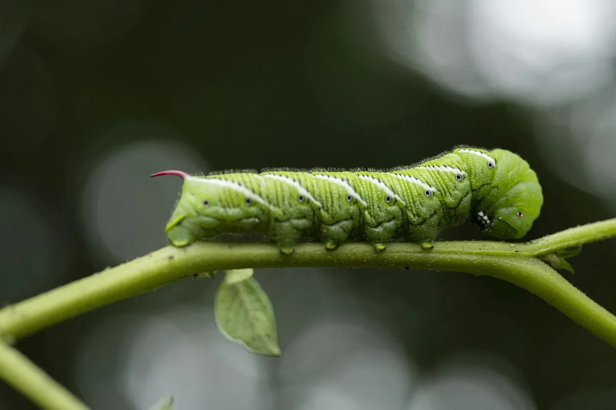 Tomato hornworm (Manduca quinquemaculata) on a tomato stem showing diagnostic white V-marks and red rear horn