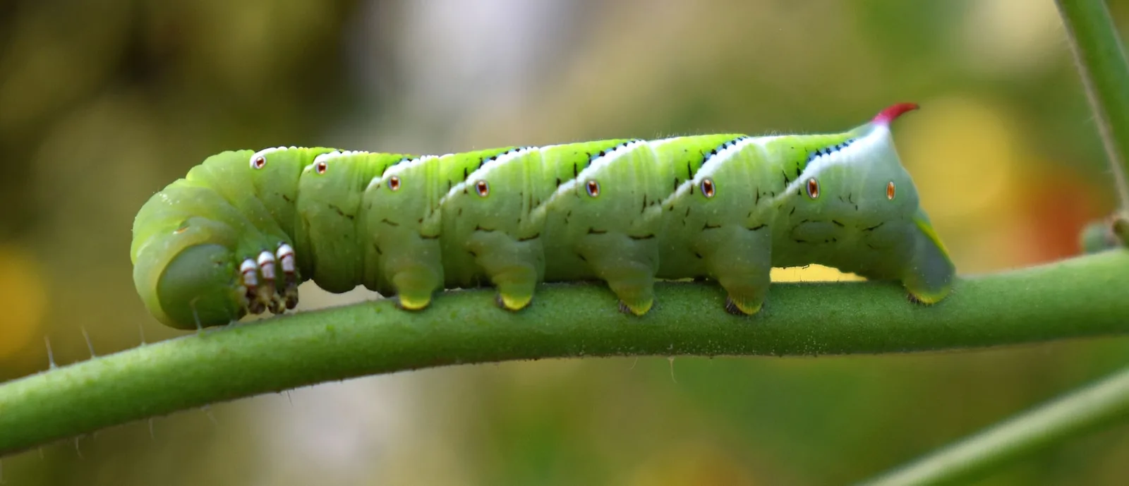 A black and yellow striped caterpillar on a green stem